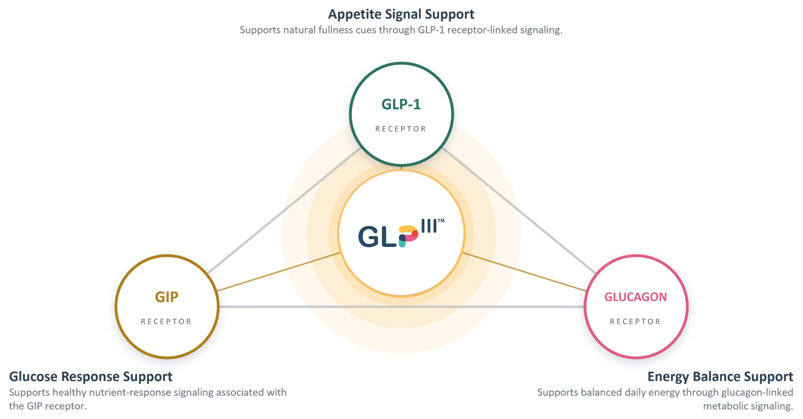 The Triple Metabolic System: the GLP-III core linked to the GLP-1 receptor for appetite signal support, the GIP receptor for glucose response support, and the glucagon receptor for energy balance support.